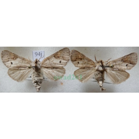Clostera anachoreta (Denis & Schiffermüller, 1775) pair Wzjeżdżka rokitnica Czech94j